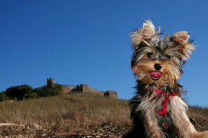 Miró, the house mascot, in Santiago do Cacém castle at Vegans by the Sea - Country Houses in Santiago Do Cacem