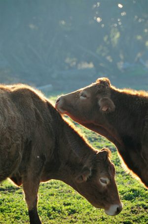 Neighbors at Vegans by the Sea - Country Houses in Santiago Do Cacem