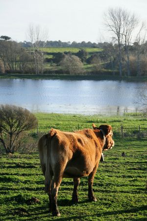 Neighbor at Vegans by the Sea - Country Houses in Santiago Do Cacem