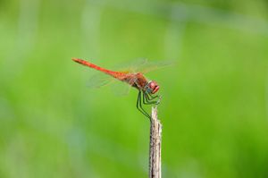 Neighbor at Vegans by the Sea - Country Houses in Santiago Do Cacem