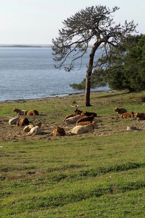 Lagoa de Santo André and neighbors at Vegans by the Sea - Country Houses in Santiago Do Cacem
