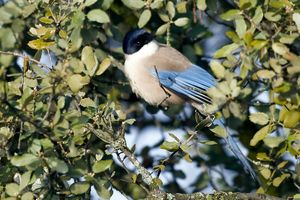 Neighbor at Vegans by the Sea - Country Houses in Santiago Do Cacem