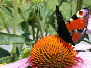 Neighbor at Vegans by the Sea - Country Houses in Santiago Do Cacem