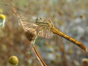 Neighbor at Vegans by the Sea - Country Houses in Santiago Do Cacem