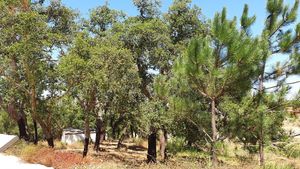 There is a lot of nature around at Vegans by the Sea - Country Houses in Santiago Do Cacem