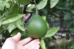 Fruit in the garden at 1110Cafe/Bakery in Kawaguchi