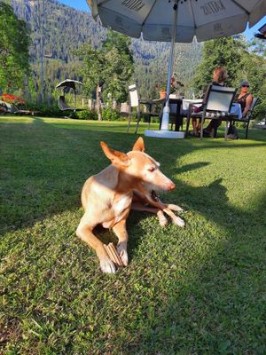 Dining in the garden at Haus 26 in Weissbriach