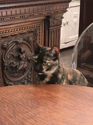 One of the shop cats  at Caffè dell'Erboristeria Mességué in Turin