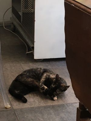 One of the shop cats at Caffè dell'Erboristeria Mességué in Turin