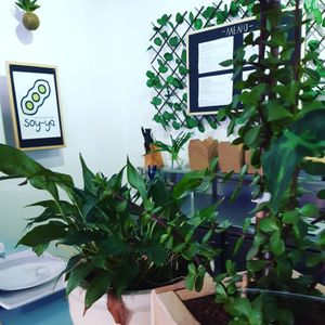 Fresh and new  at Soy-ya Cafe in Western Cape