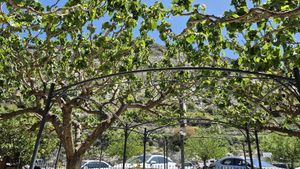 Outside sitting under the mulberry trees at JR in Trimiklini