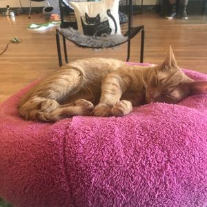 All the kittens! Meow  at Crooked Tail Cat Cafe in Greensboro