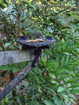  at Nature Cafe in Drake Bay