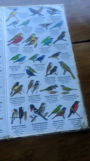 Owner loans you this as you sit there gazing at massive range of birds a few feet away! #Veganuary at Nature Cafe in Drake Bay