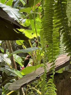   at Nature Cafe in Drake Bay