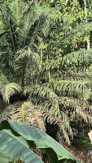  at Nature Cafe in Drake Bay