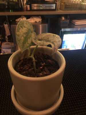 Interior   at Ras Plant Based in Brooklyn