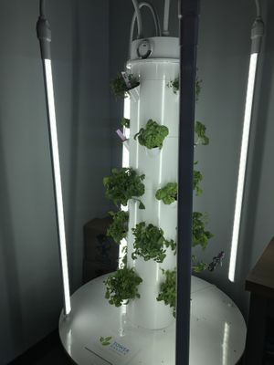 Tower Garden where they grow all their greens like basil and lettuce at Papi in White Plains