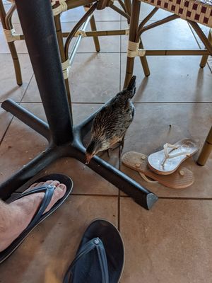 Chickens like to join us at Paco's Tacos in Koloa