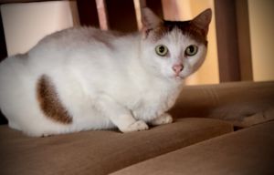 Mini the Vegan Cat 🐱   at Loving Hut in Abidjan