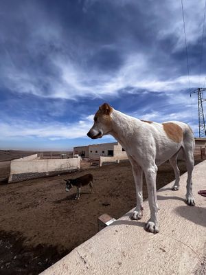   at Jarjeer Mule And Donkey Refuge in Oumnass