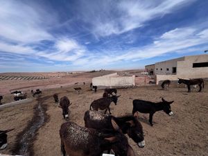   at Jarjeer Mule And Donkey Refuge in Oumnass