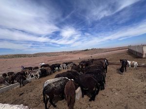   at Jarjeer Mule And Donkey Refuge in Oumnass