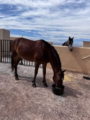   at Jarjeer Mule And Donkey Refuge in Oumnass