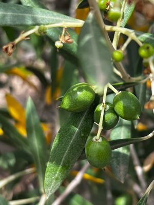   at Jarjeer Mule And Donkey Refuge in Oumnass