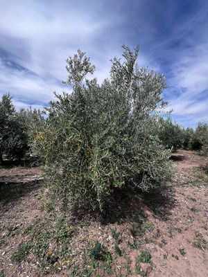   at Jarjeer Mule And Donkey Refuge in Oumnass