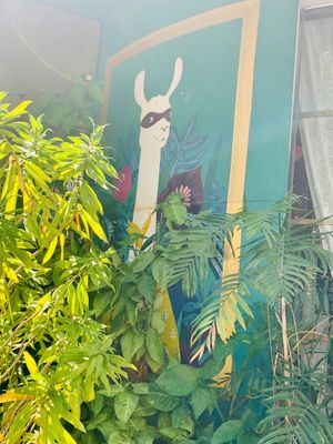 Alpaca outside  at Alpaca Homestyle Cafe in Nha Trang