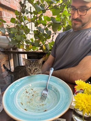 Friendly cat  at Living Vino @ So Lucky Bar in Tbilisi