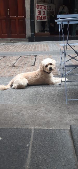 Animal friendly at Little Beans in Bilbao