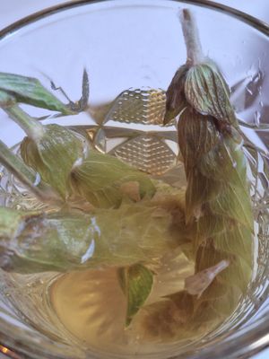 Griekse bergthee at CLO in Antwerpen