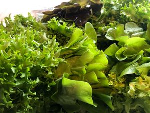 Another beautiful, local, and organic ingredient at Sunflour Community Bakery in Rome