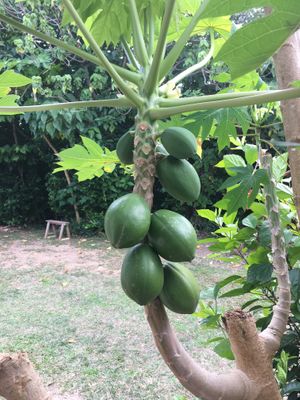   at Giving Tree Home in Ishigaki