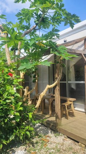 Exterior at Giving Tree Home in Ishigaki