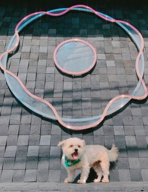 IG @fluffybenben at Dreamwave Donuts in Canggu