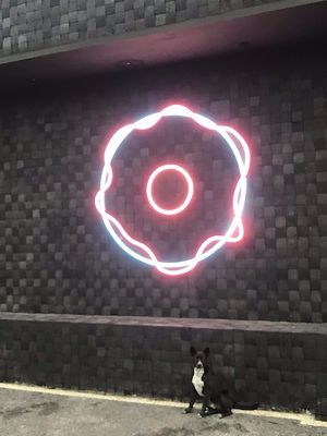 Shane the Dog  at Dreamwave Donuts in Canggu