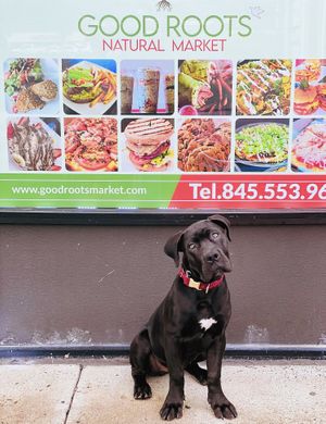Good Roots Natural Market & Juice Bar - Rockland County, NY at Good Roots Natural Market in Haverstraw