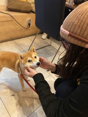 Cute doggo friend!  at De Patchka in Amsterdam
