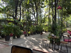   at Peace Cafe in Siem Reap