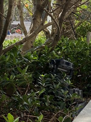   at SoBe Vegan in Fort Lauderdale