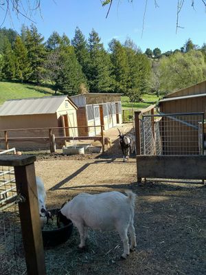 Snack time at Rancho Compasion  in Nicasio