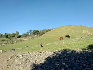 Afternoon grazing at Rancho Compasion  in Nicasio