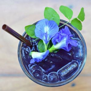 Butterfly pea drink
 at The Food Forest Kitchen in Chumphon