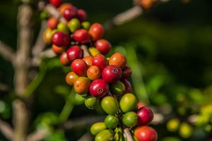 Organic homegrown local coffee is served in our restaurant at The Food Forest Kitchen in Chumphon