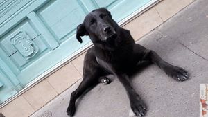 Mascot at L'Embuscade in Paris