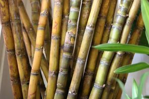 We feature fresh sugarcane juice mixes. at Benny's Vegan in Battambang