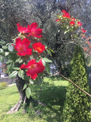 Garden at Carly's Rooms in Arco